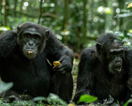 Chimpanzee Trekking