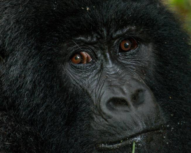 Uganda Gorillas