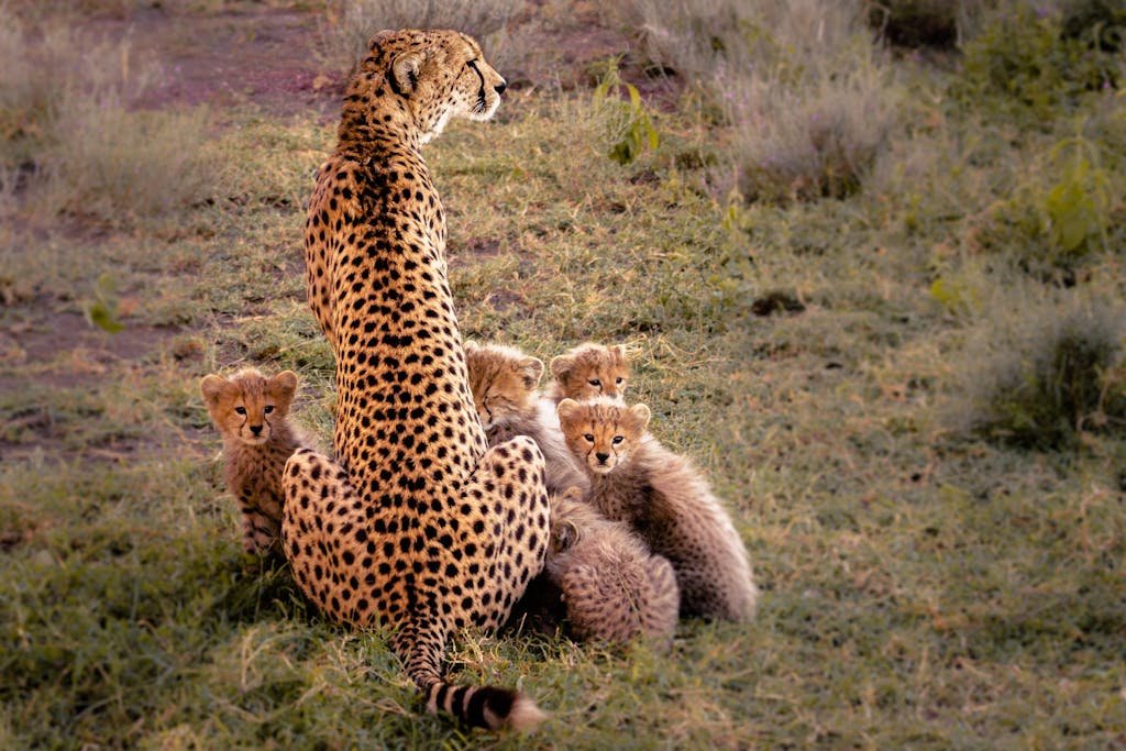 Cheetah with the Cubs on Green Grass