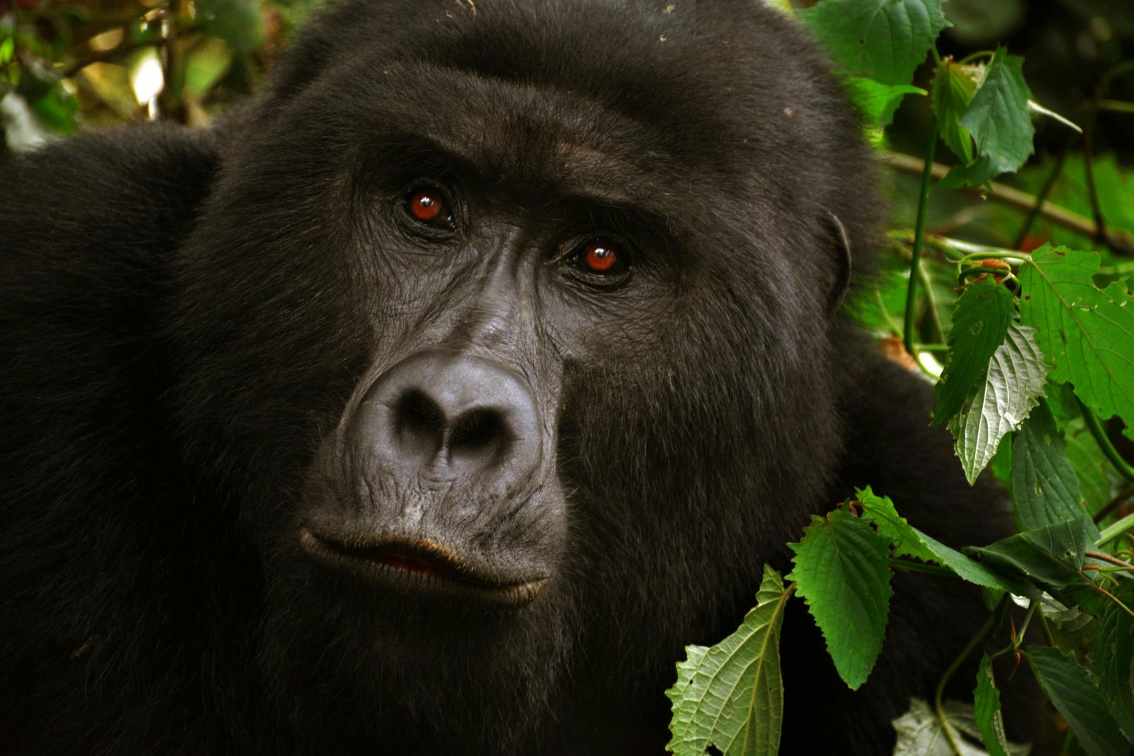 Close Up Photo of Black Gorilla