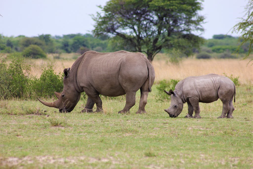 Two Rhinoceroses Grazing