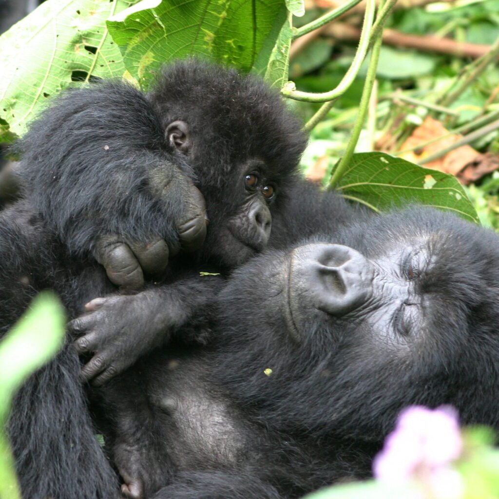 Gorilla Treking