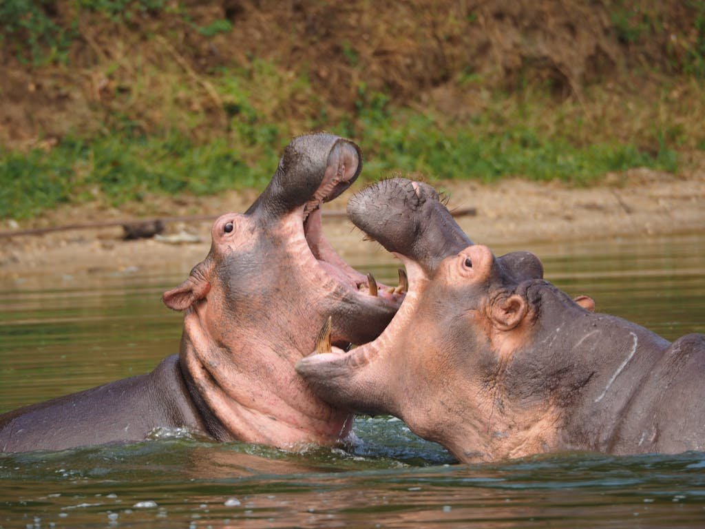 Hippos Fighting in River