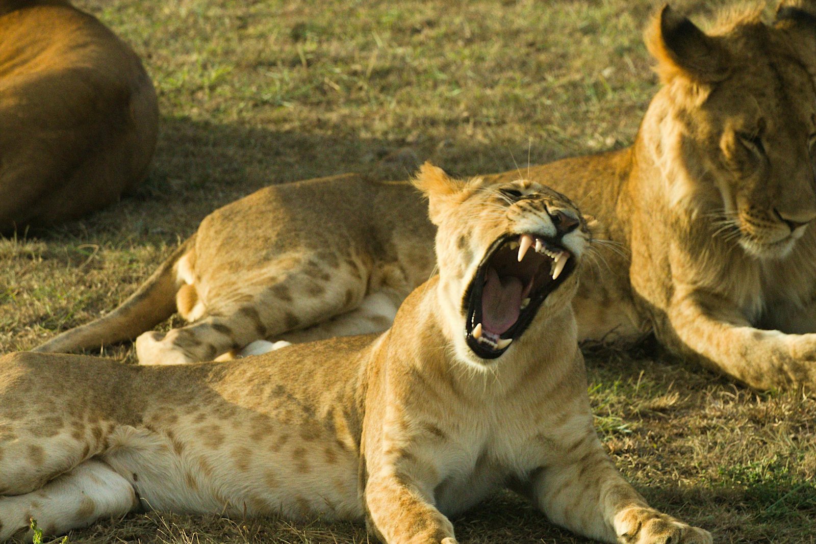 Lioness Yawning While Lying on Grass