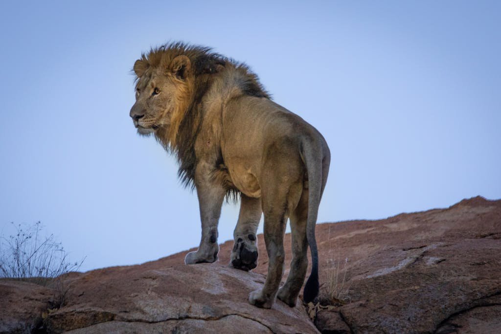 A regal male lion stands on a rock, showcasing its majestic mane in the African wilderness.