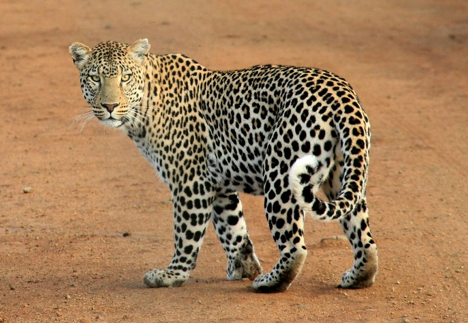 Close-up of a leopard walking on the savannah, showcasing its spotted coat.