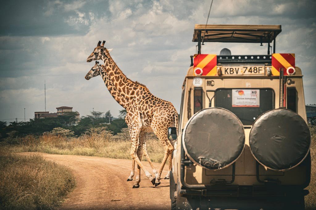 Two giraffes crossing a dirt road in Africa in front of a safari jeep, capturing the essence of wildlife adventure.