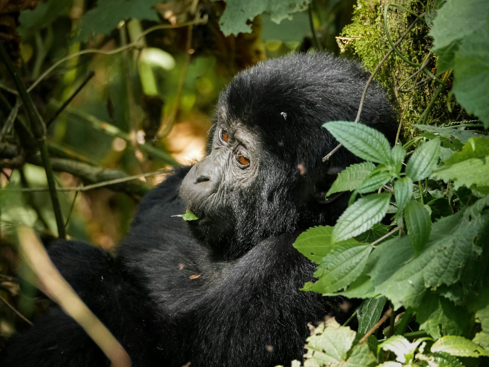 Portrait of a mountain gorilla in Bwindi Impenetrable Forest, Uganda, amidst lush greenery.